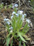 Myosotis imitata