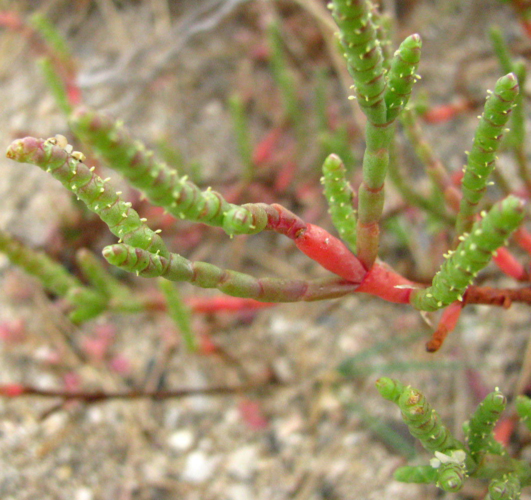 Image of Salicornia perennans specimen.