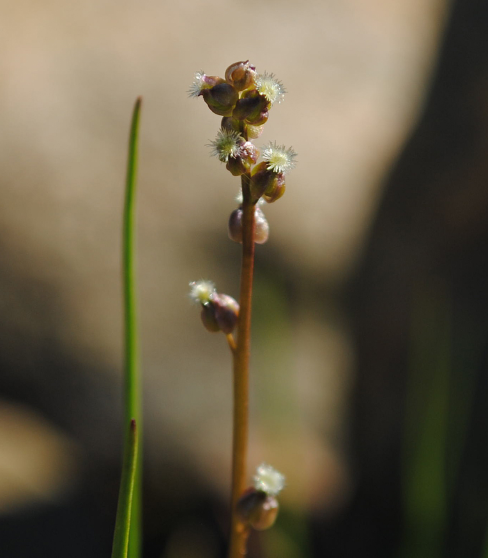 Image of Triglochin palustris specimen.