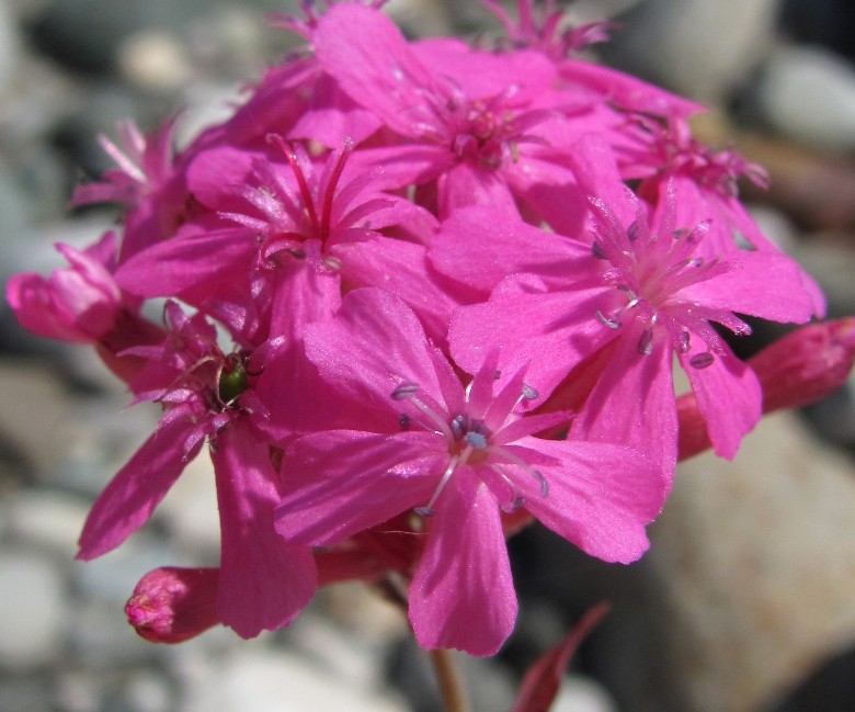 Image of Silene compacta specimen.