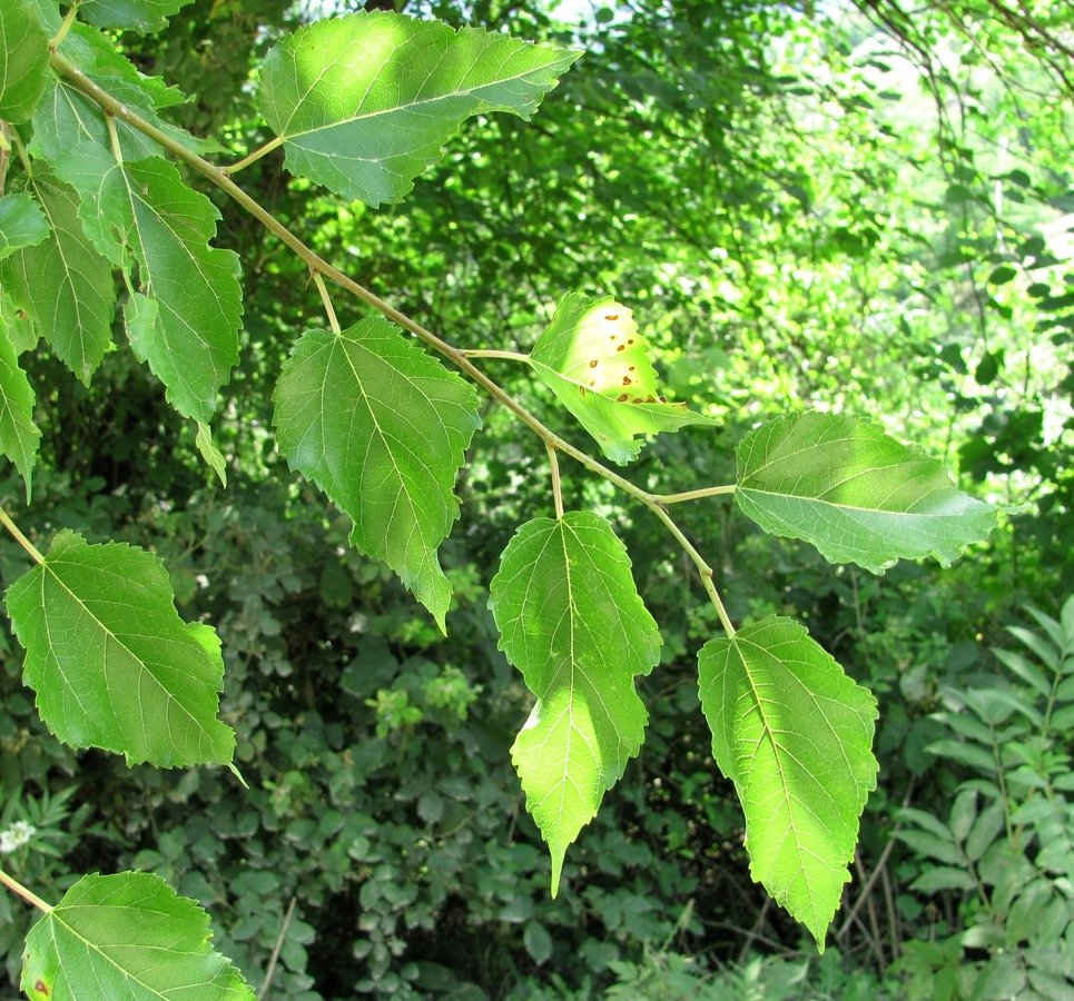 Image of Morus alba specimen.