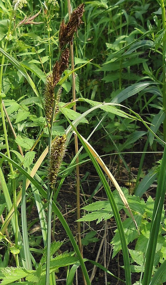 Image of Carex riparia specimen.