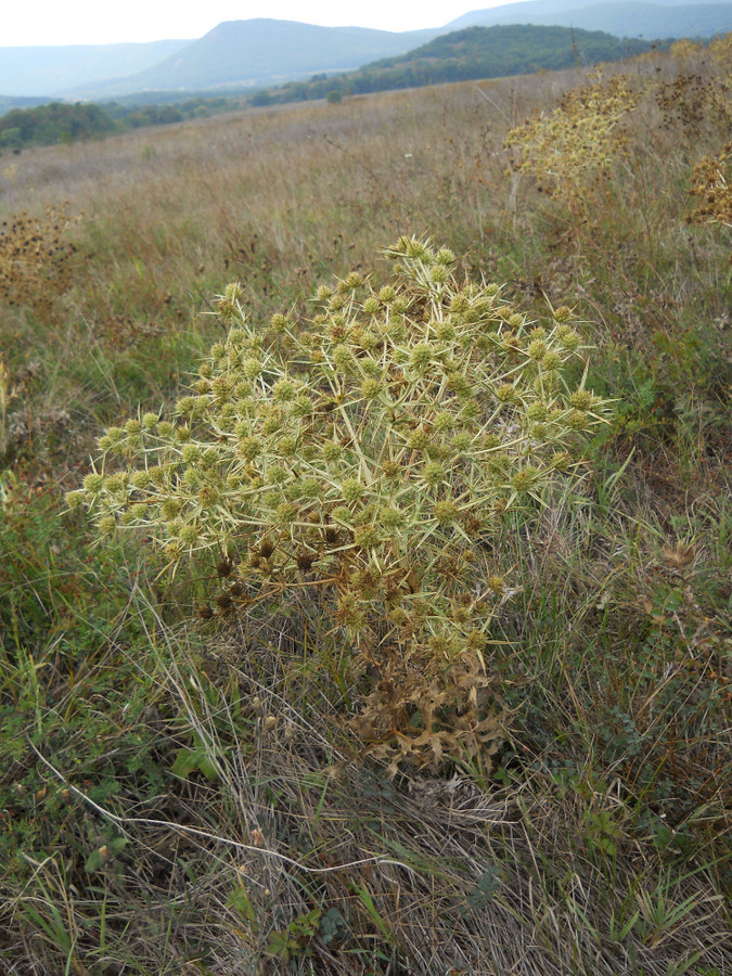 Image of Eryngium campestre specimen.