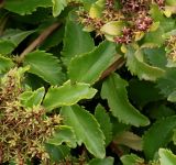 Aizopsis aizoon. Верхушка побегов с соплодиями и листьями. Германия, г. Krefeld, ботанический сад. 31.07.2012.