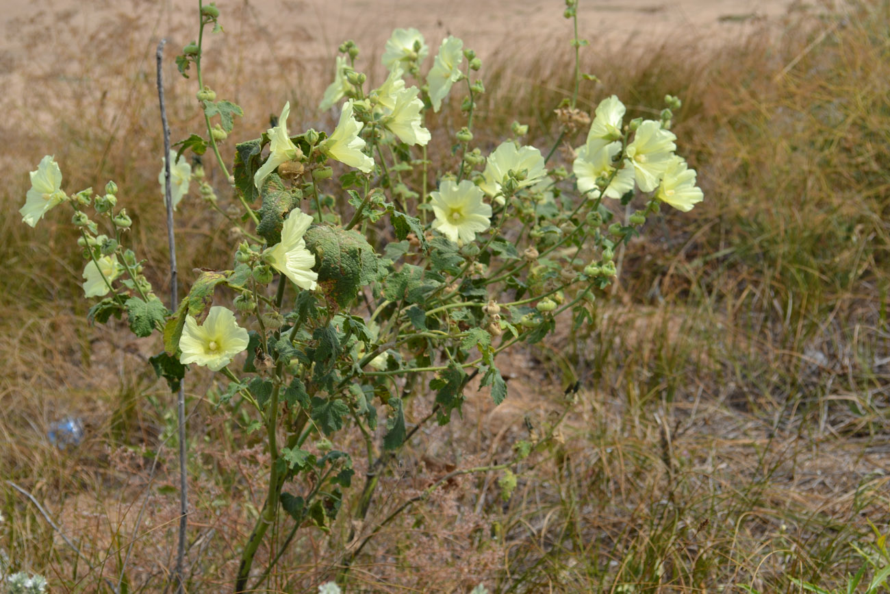 Image of Alcea rugosa specimen.