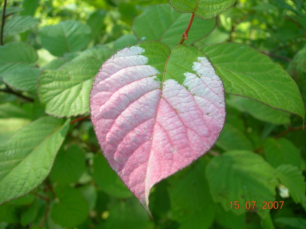 Image of Actinidia kolomikta specimen.