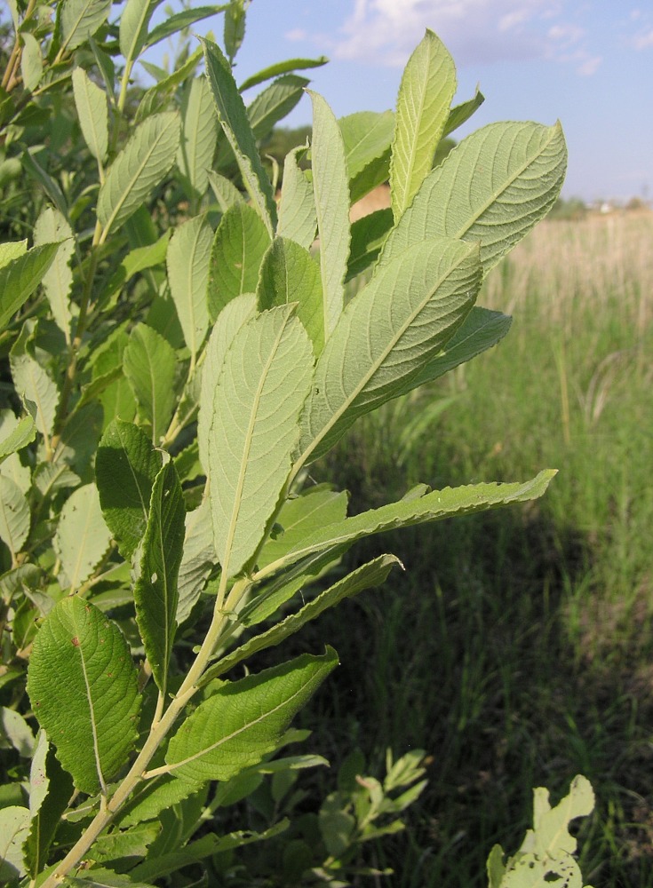 Image of Salix cinerea specimen.