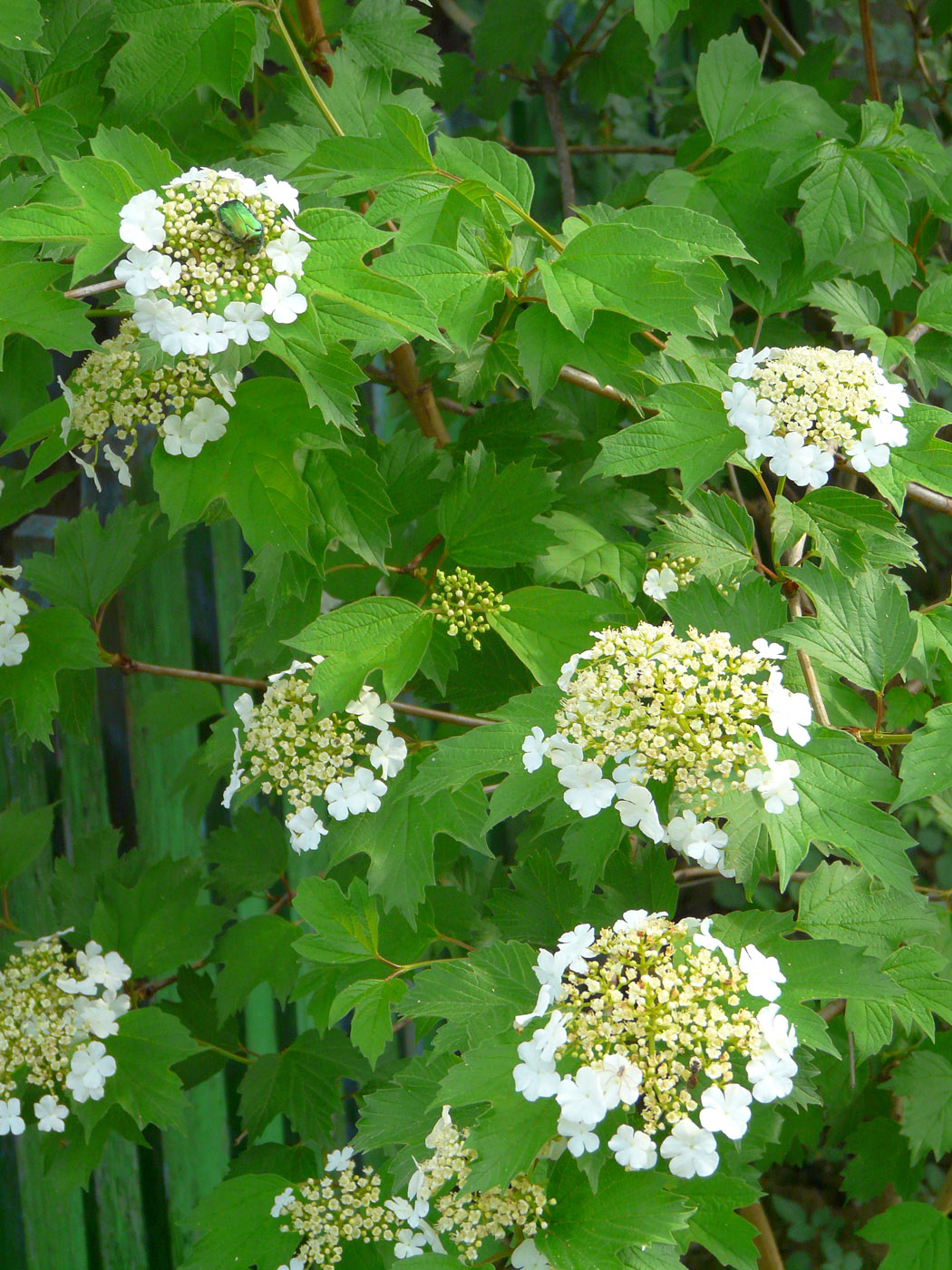 Image of Viburnum opulus specimen.