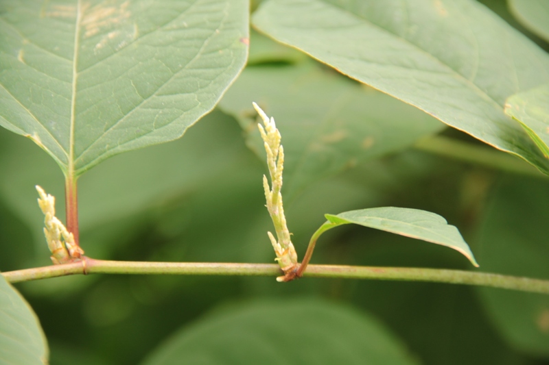 Image of Reynoutria japonica specimen.