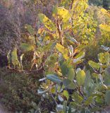 Quercus boissieri. Побеги с листьями, поражёнными галлами. Israel, Upper Galilee, Mount Meron, 10.10.2006.