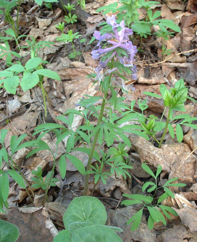 Image of Corydalis solida specimen.