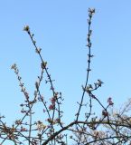 Viburnum farreri. Ветки верхней части кроны в начале цветения. Германия, г. Krefeld, ботанический сад. 07.04.2013.