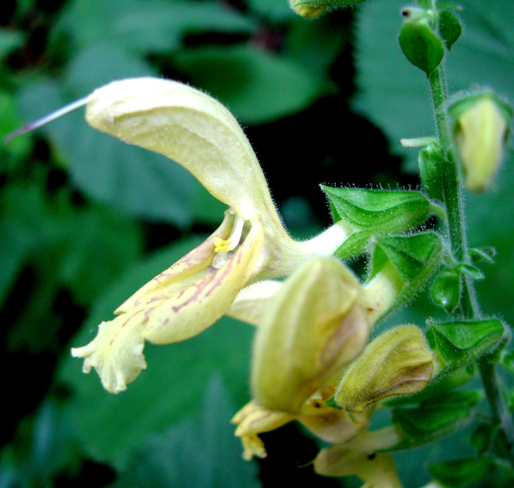 Image of Salvia glutinosa specimen.