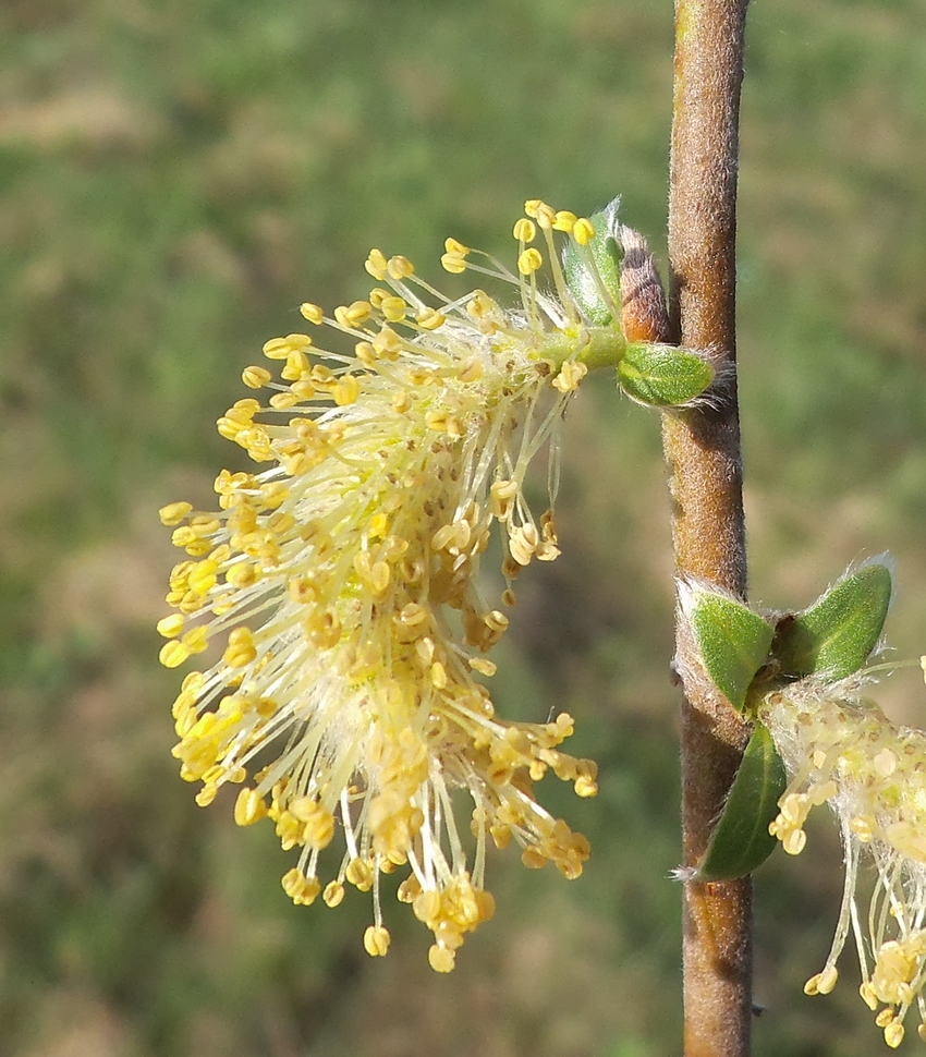 Image of Salix myrsinifolia specimen.