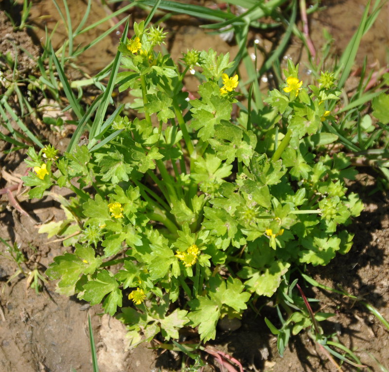 Изображение особи Ranunculus muricatus.