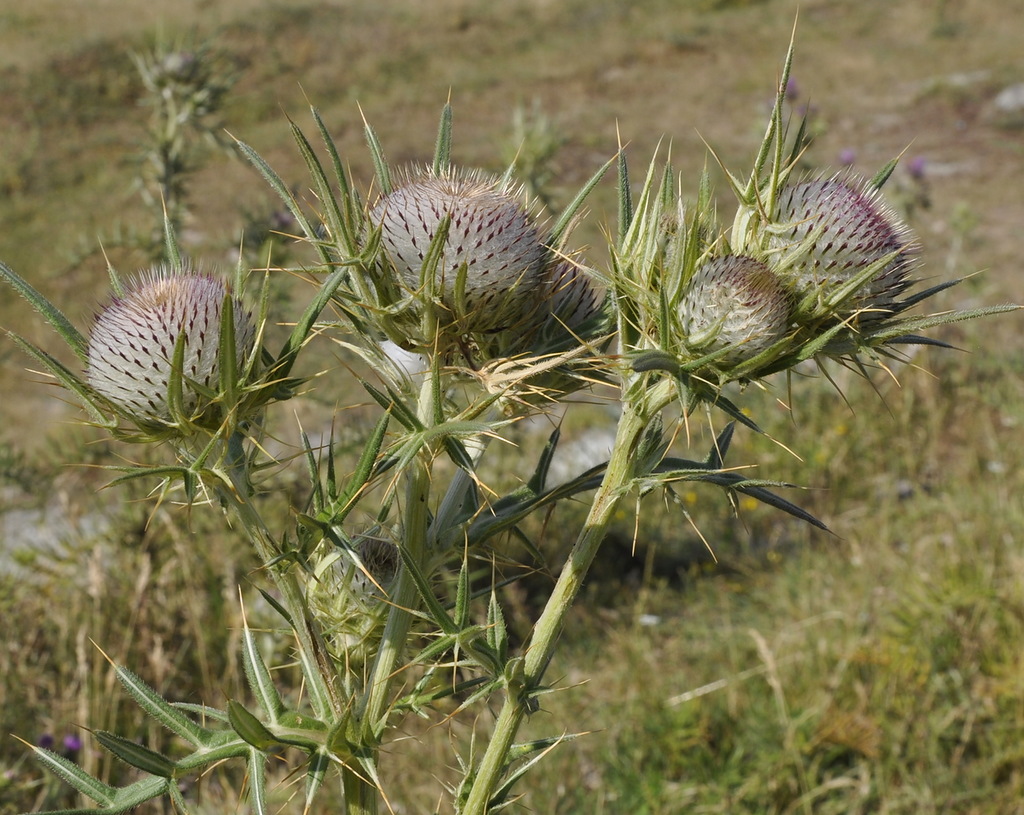 Image of Cirsium eriophorum specimen.