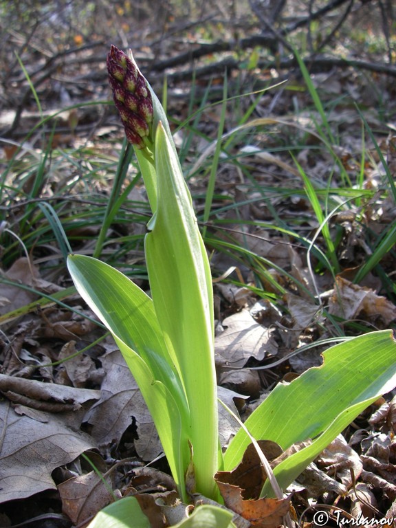 Image of Orchis purpurea specimen.