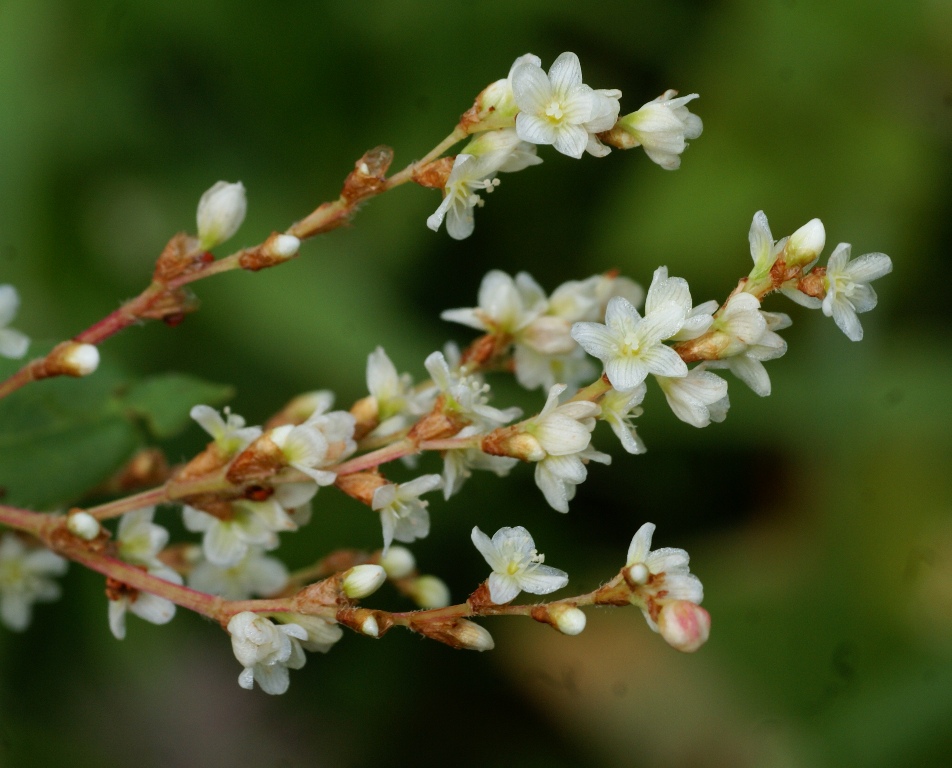 Image of Aconogonon jurii specimen.