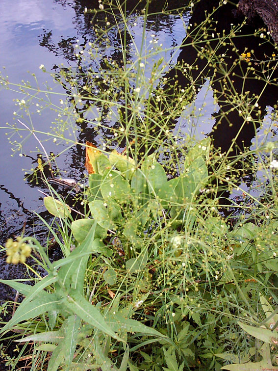 Image of Alisma plantago-aquatica specimen.