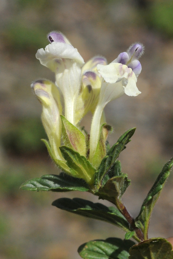 Изображение особи Scutellaria oligodonta.