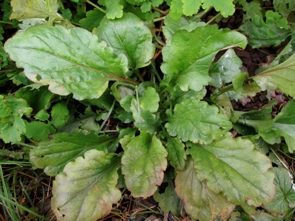 Image of Erigeron annuus specimen.