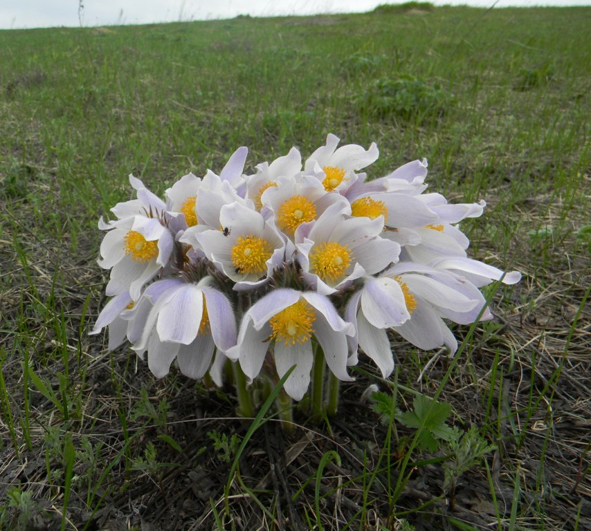 Image of Pulsatilla multifida specimen.