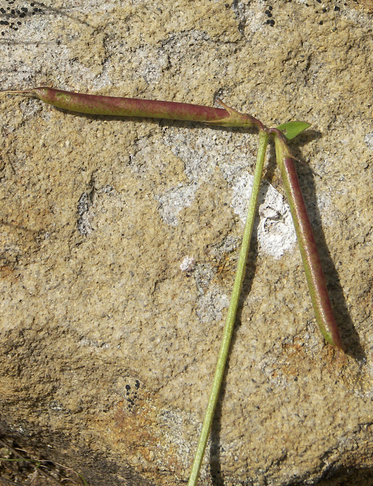 Image of Lotus caucasicus specimen.