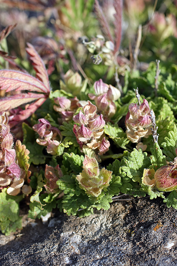 Image of Scutellaria subcaespitosa specimen.