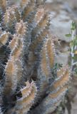 Euphorbia spiralis. Побеги. Сокотра, лагуна Детвах. 03.01.2014.