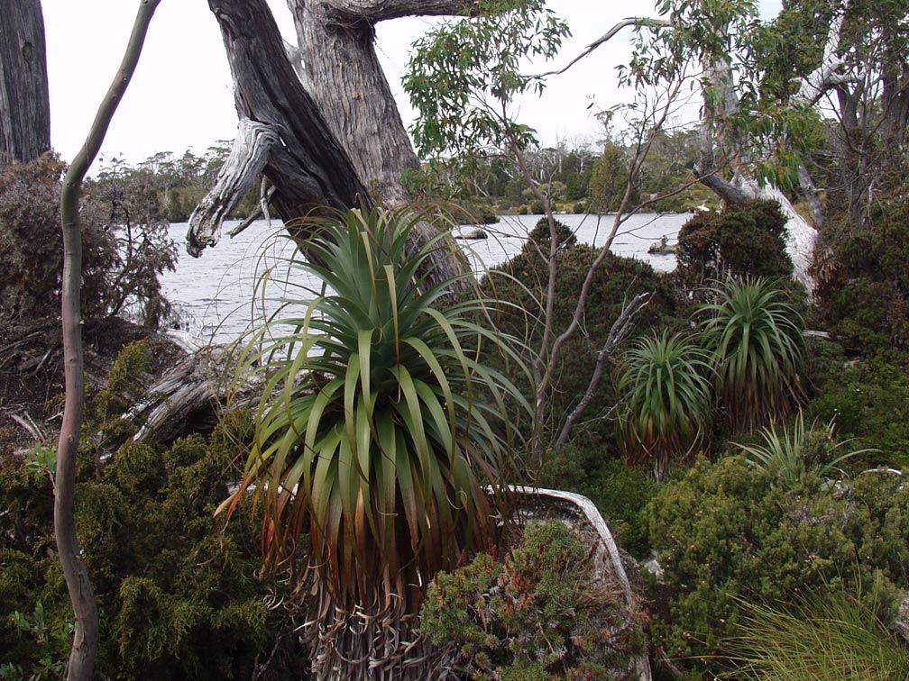 Image of Dracophyllum pandanifolium specimen.