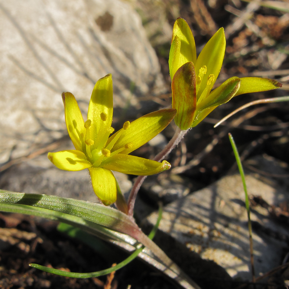 Image of Gagea germainae specimen.