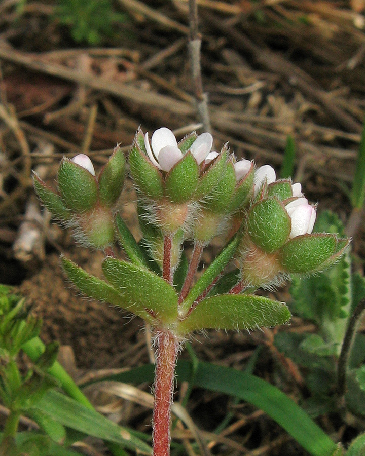 Image of Androsace maxima specimen.