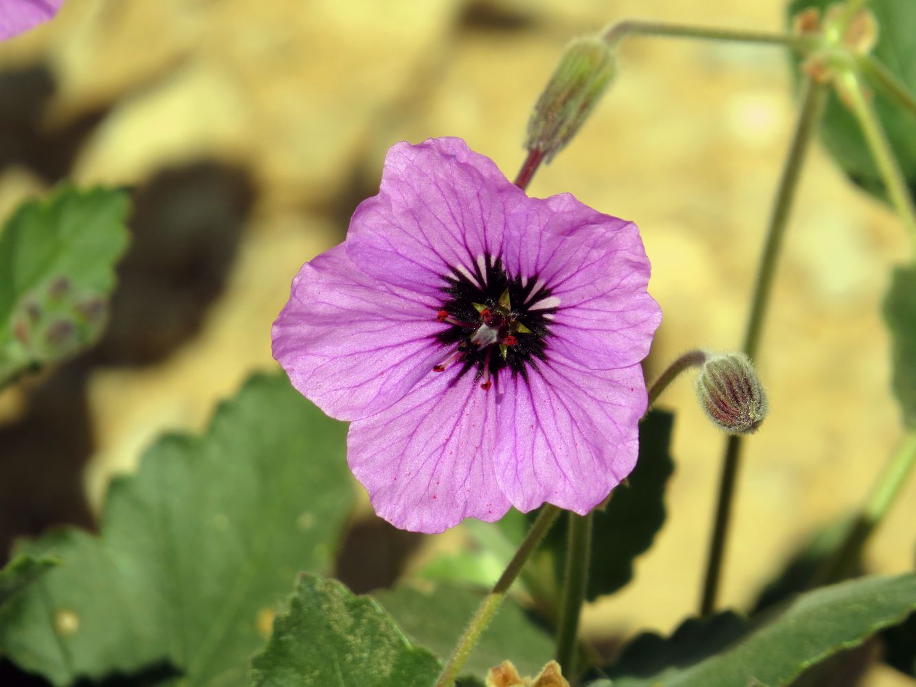 Изображение особи Erodium arborescens.