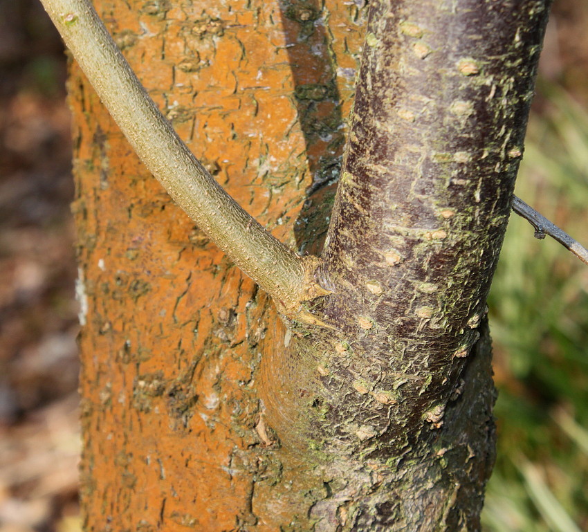 Image of Prunus mume specimen.