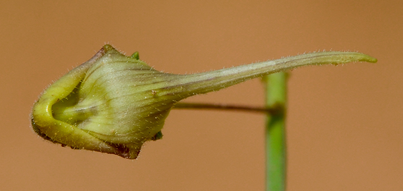 Image of Kickxia scoparia specimen.