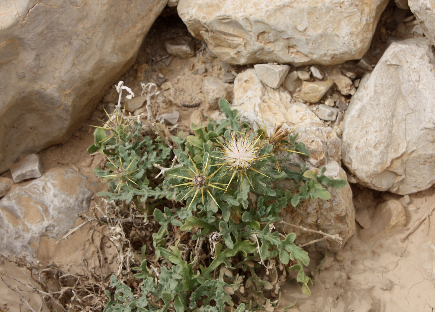 Image of Centaurea lanulata specimen.