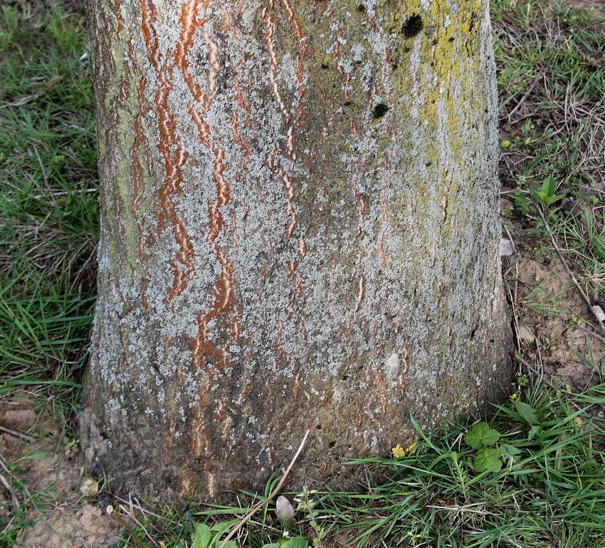 Изображение особи Ailanthus altissima.