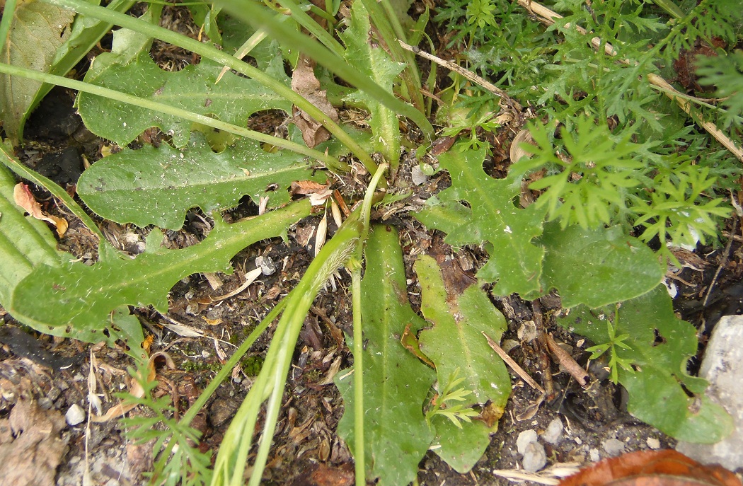 Image of Hypochaeris radicata specimen.