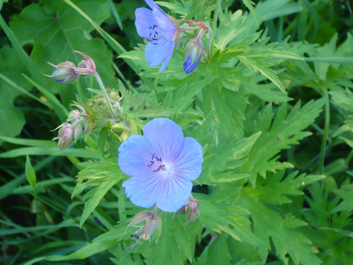 Image of Geranium pratense specimen.