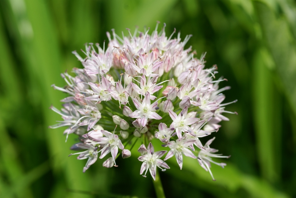 Image of Allium macrostemon specimen.