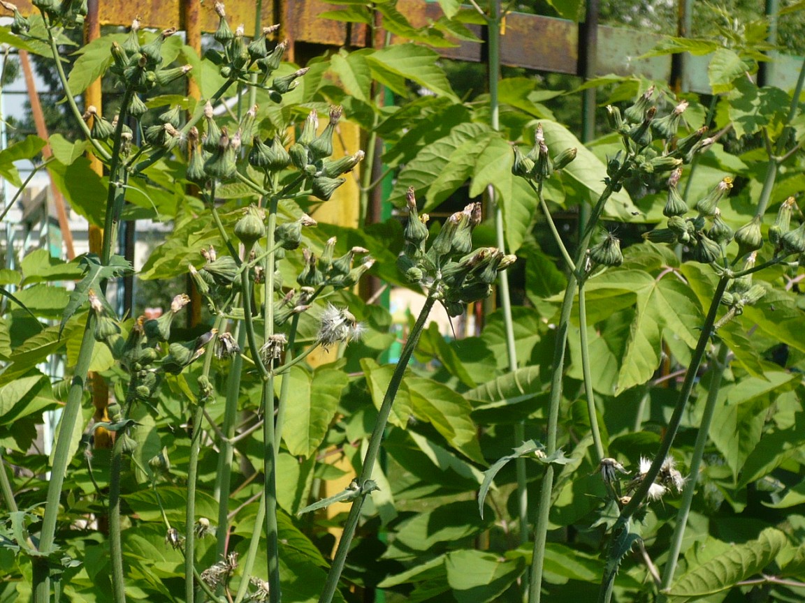 Изображение особи Sonchus oleraceus.