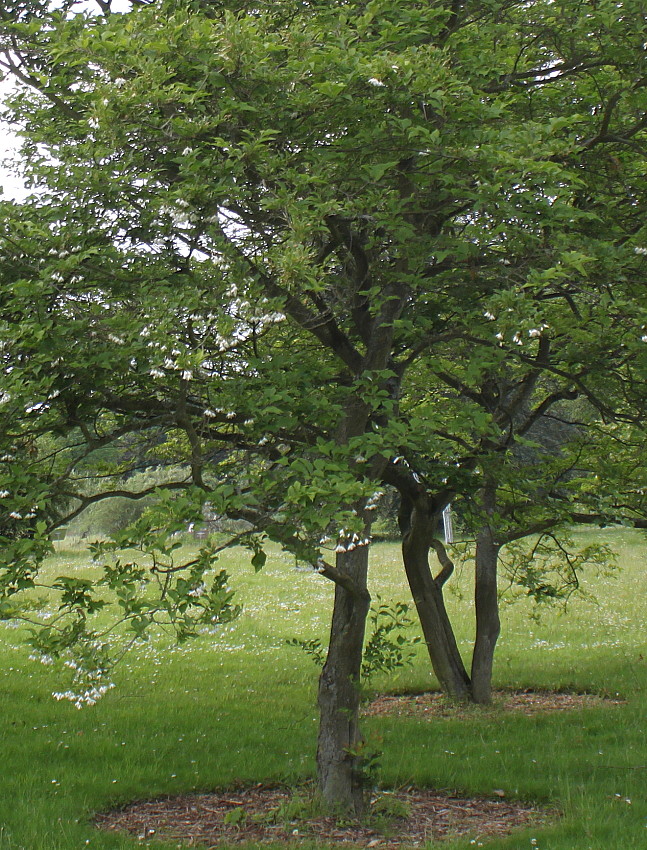 Изображение особи Halesia carolina.