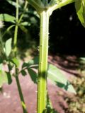 Смотреть изображение Dipsacus strigosus