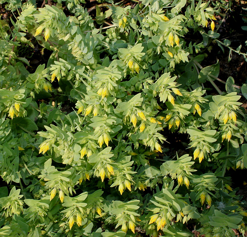 Image of Cerinthe minor specimen.