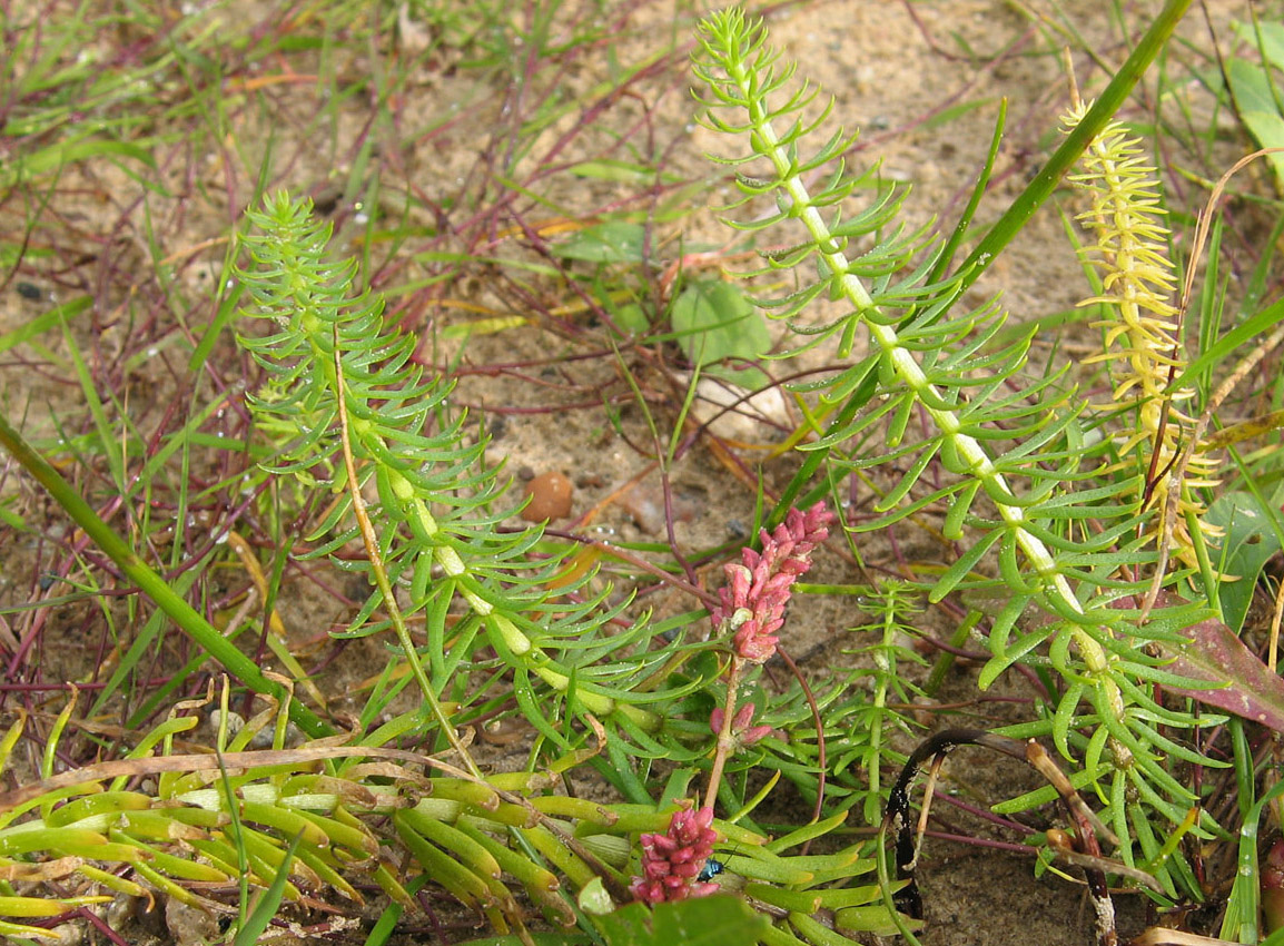 Image of Hippuris vulgaris specimen.