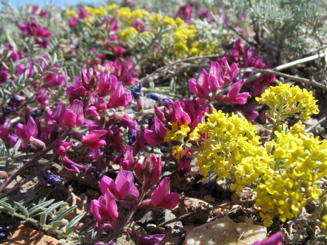 Image of Oxytropis floribunda specimen.