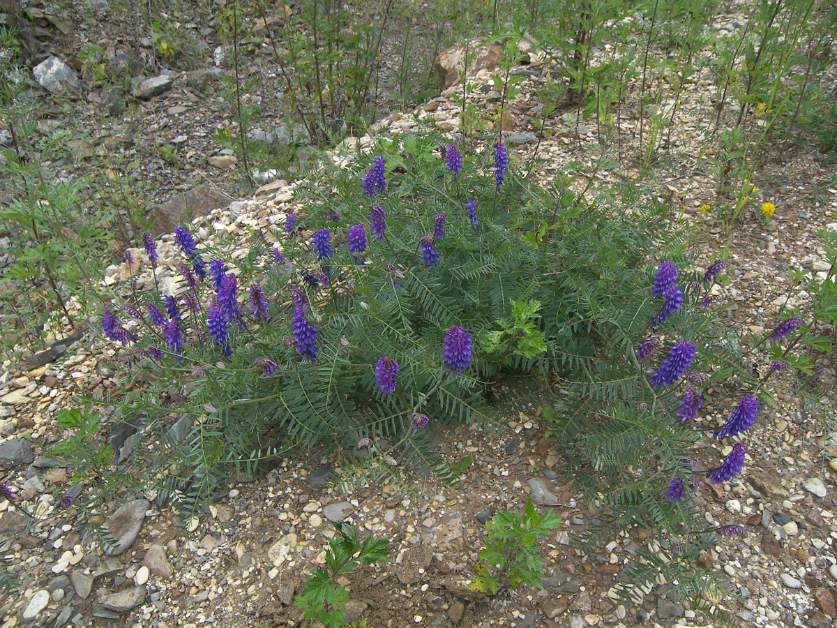 Image of Vicia grossheimii specimen.