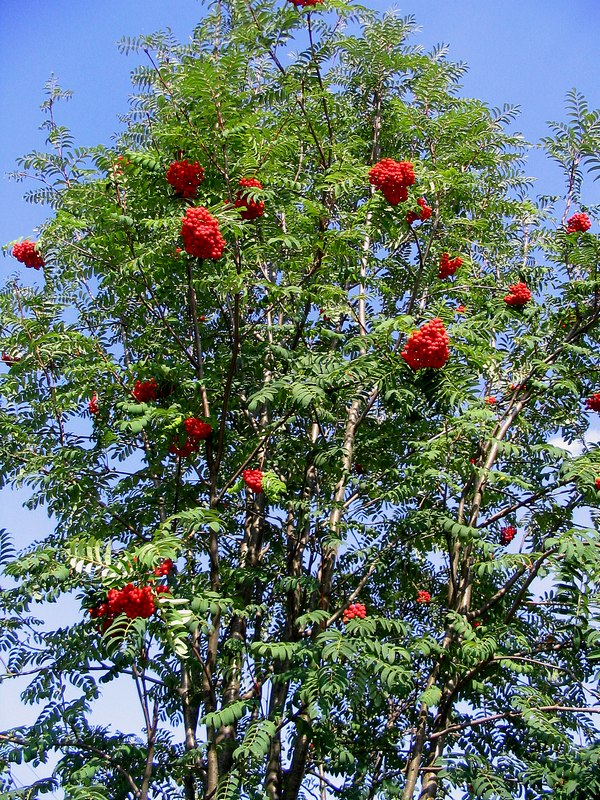 Изображение особи Sorbus aucuparia.