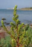 Salsola tragus