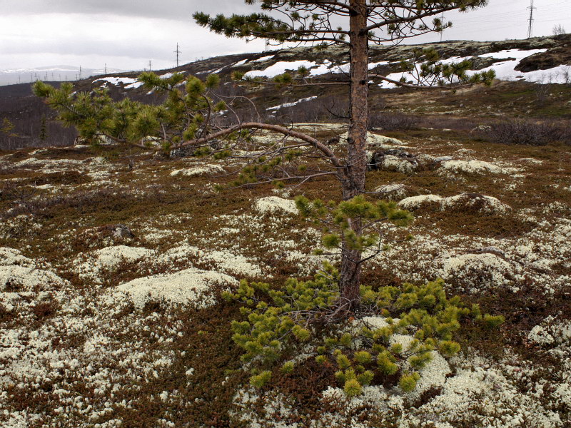 Изображение особи Pinus friesiana.